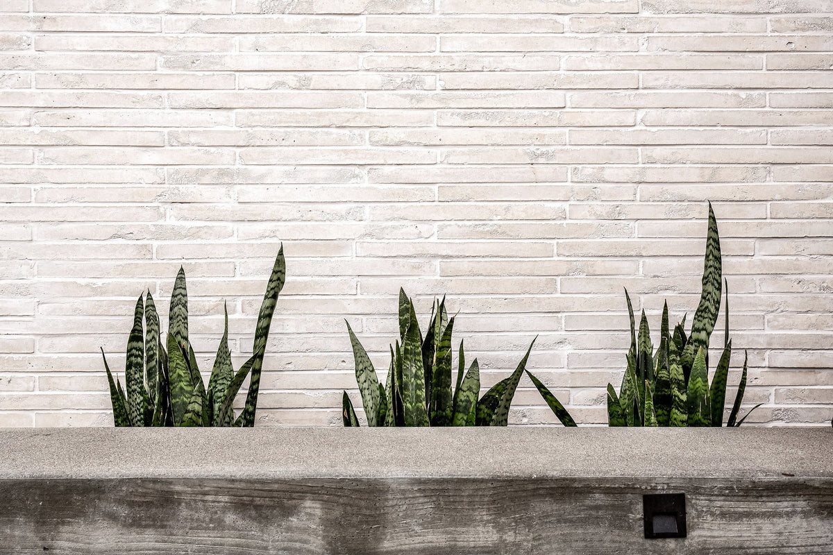 Snake plants before Newport Brick