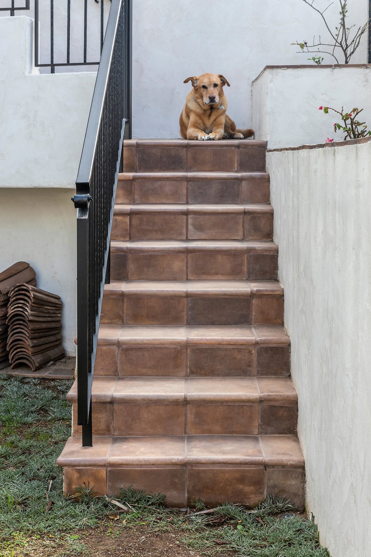 Stairway in Tuscan Mustard