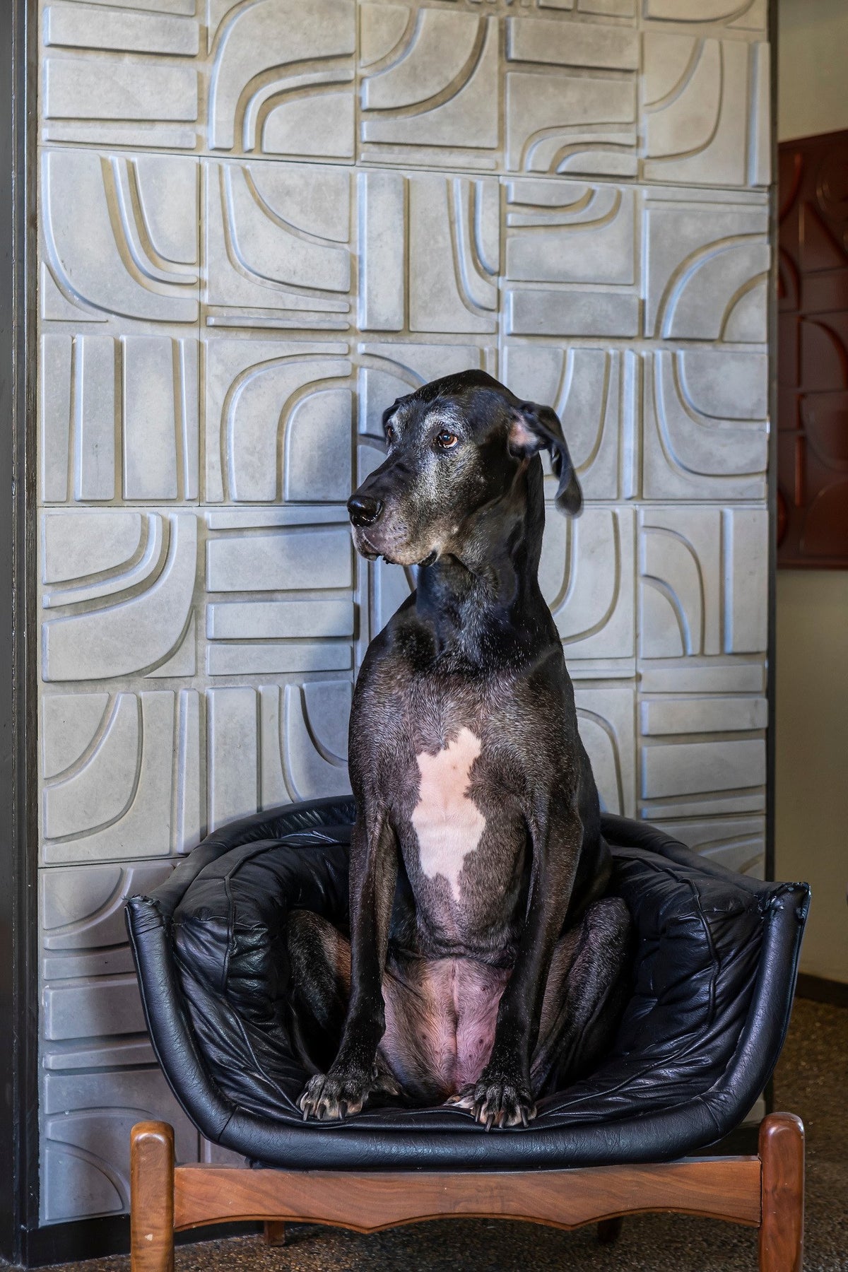Great Dane before the Brute wall